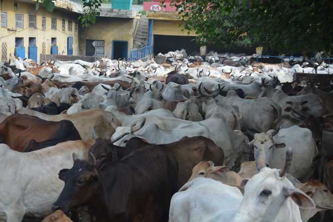 MC has no budget for stray cattle: Gaushala Sangh