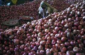 5 paise per kg for onions in Nashik!