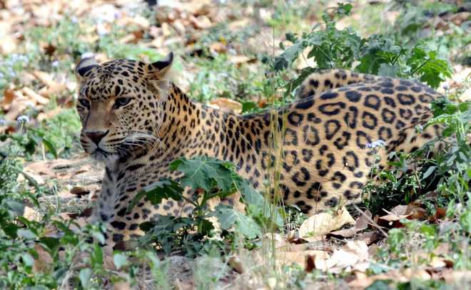 Breeding of foxes, jackals to tackle leopard menace