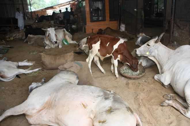 A shelter-cum-hospital for stray cattle, birds in Rohtak