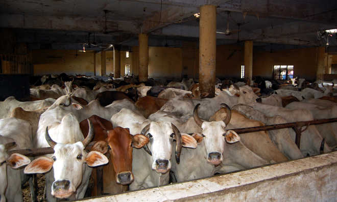 Dip in donations, hike in number of cows bother gaushalas