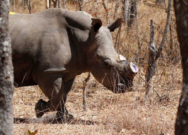 Zimbabwe to dehorn rhino to shut out poachers