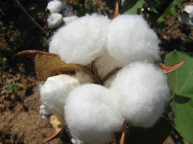 Transgenic cotton to target whitefly