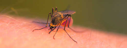 Dengue spreads its tentacles in dist