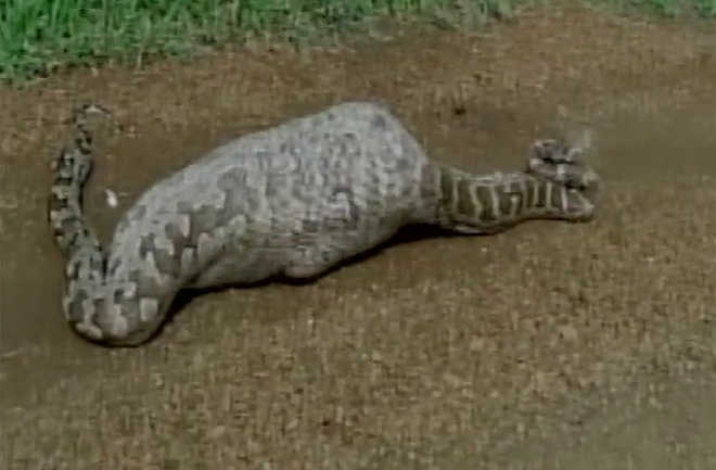 20-ft python dies after swallowing blue bull in Gujarat