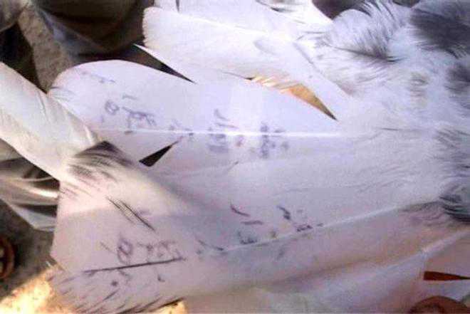 ‘Spy’ pigeon lands in Hoshiarpur village