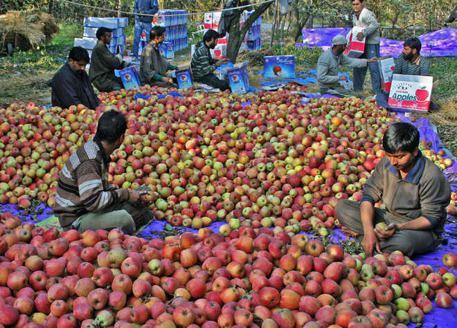 No truckers for Kashmir apple; unrest mars harvesting season