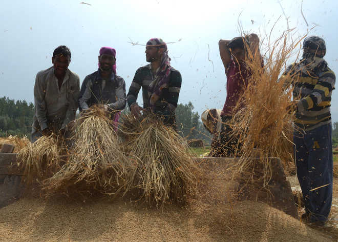 Paddy harvest keeps protesters away