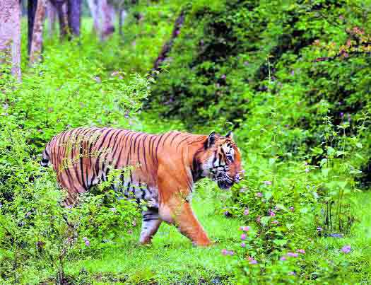 Tiger monitoring system identifies vulnerable points in protected areas