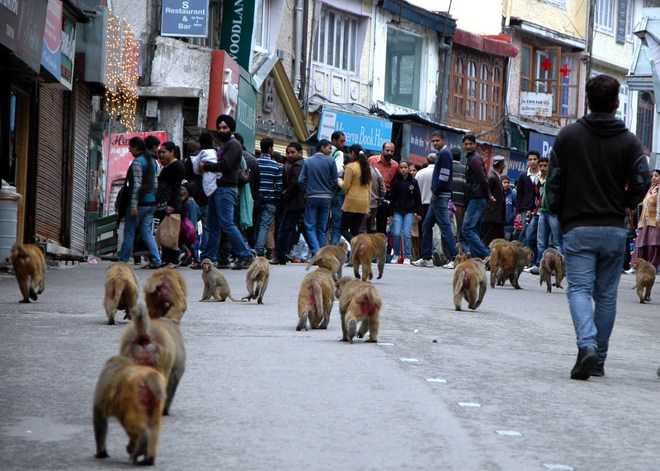 State to fight monkey menace with Uttarakhand, Delhi help