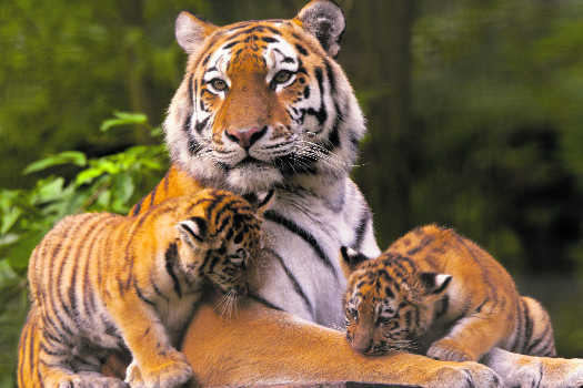 Tiger count booms in Terai region