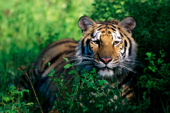 Tigers may roam again in Central Asia