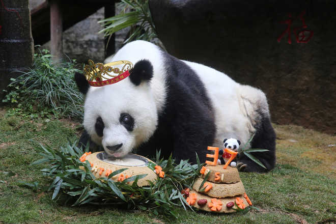 World’s oldest living panda in captivity celebrates 37th b’day