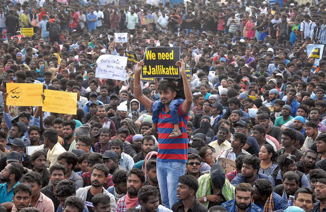 SC keeps itself away from pro-Jallikattu protests in Tamil Nadu