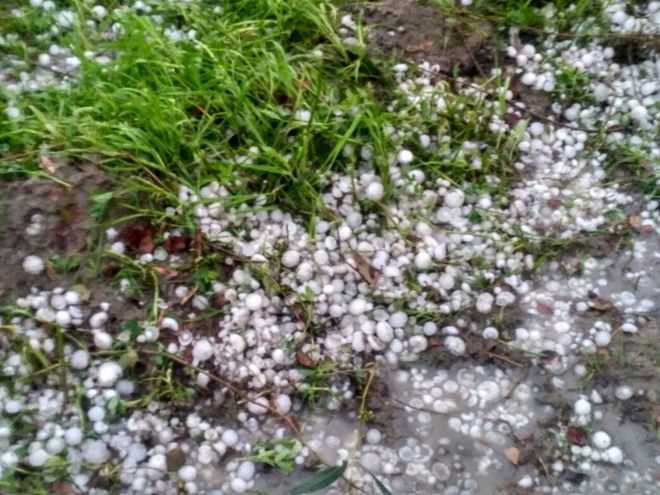Hail flattens farmers’ hopes for good returns in Hisar, Bhiwani
