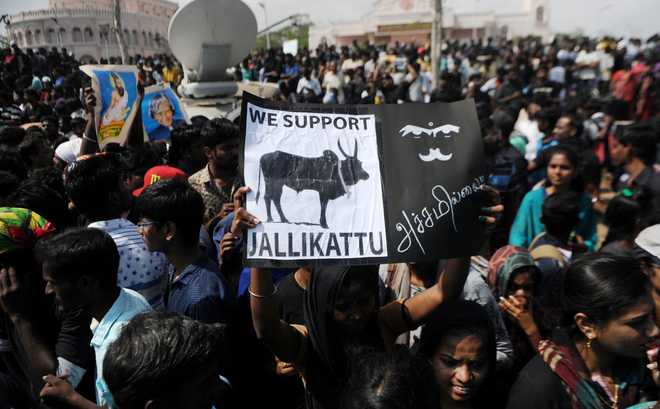 2 dead, 28 injured in jallikattu; 1 dead in protests - The Tribune
