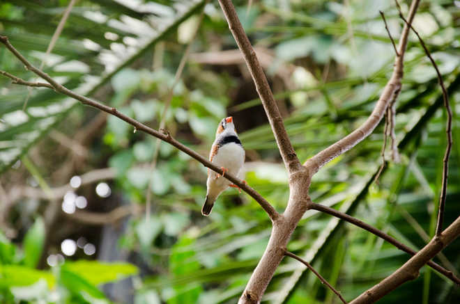 Rare songbird may never have existed