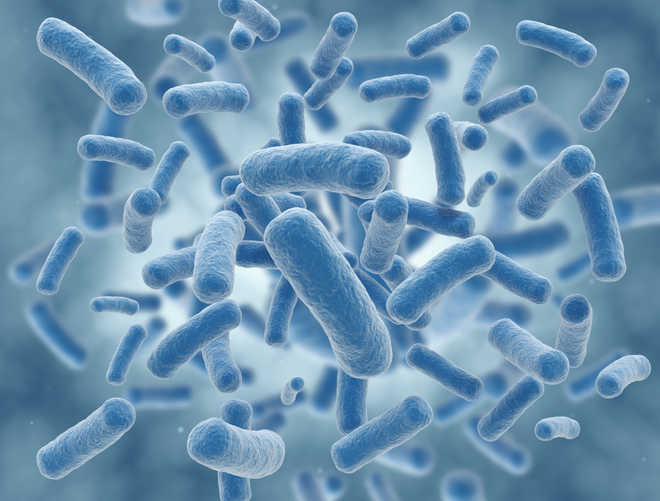 Bacteria can spread antibiotic resistance through soil
