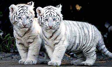 White tiger cubs kill keeper at Bannerghatta Biological Park