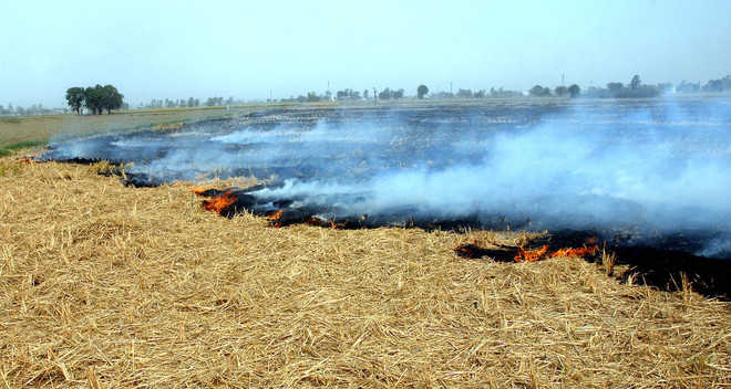 NGT seeks response of Centre, states on stubble burning
