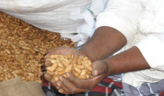 Groundnuts to appease the Lord