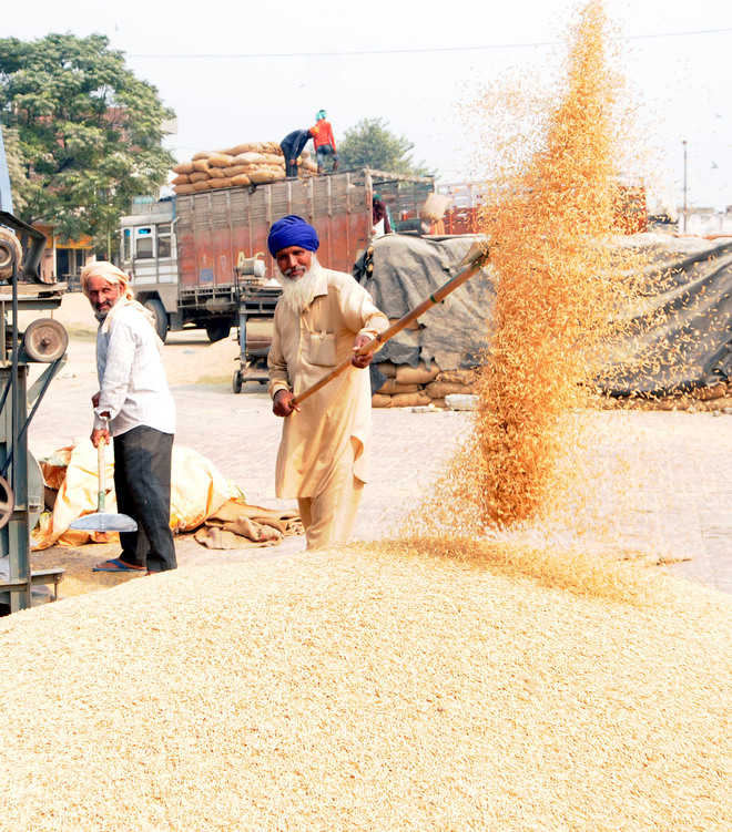 28% more paddy arrival at mandis this year, say officials