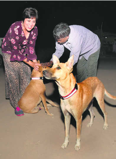 Checking mishaps: Stray dogs get reflective collars