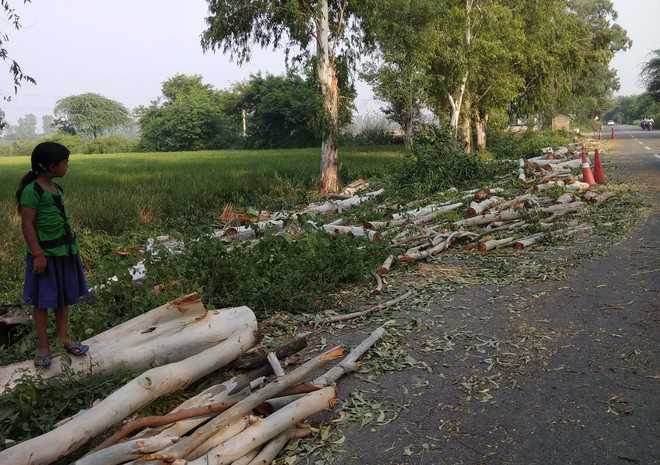 Axing of 1,024 trees for widening Karnal road