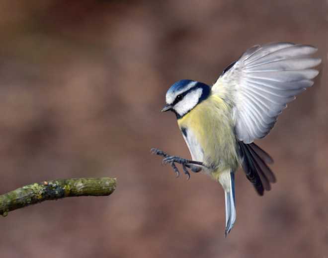 Birdfeeders causing great tits to evolve longer beaks