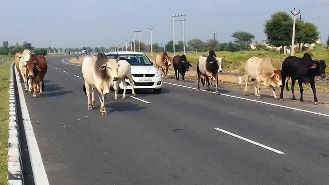 Stray cattle on Hisar toll roads a threat to life