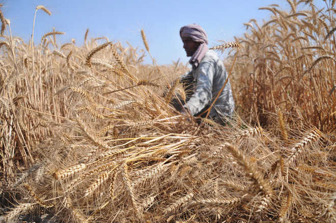 Govt may hike wheat MSP by Rs 100 per quintal