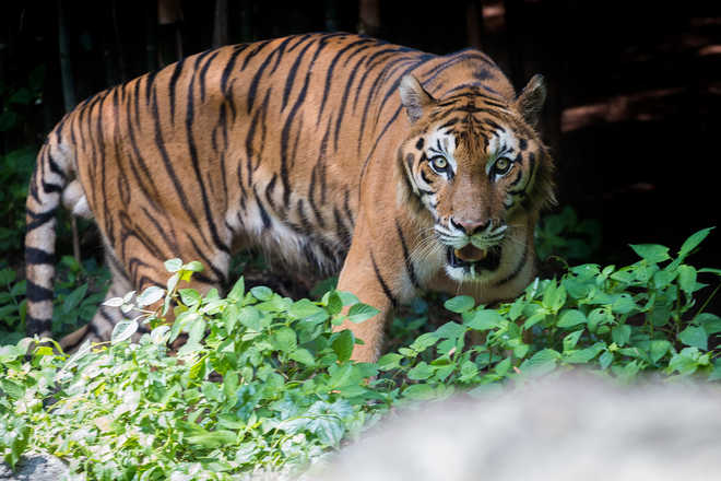 Sumatran tiger population recovering: Study