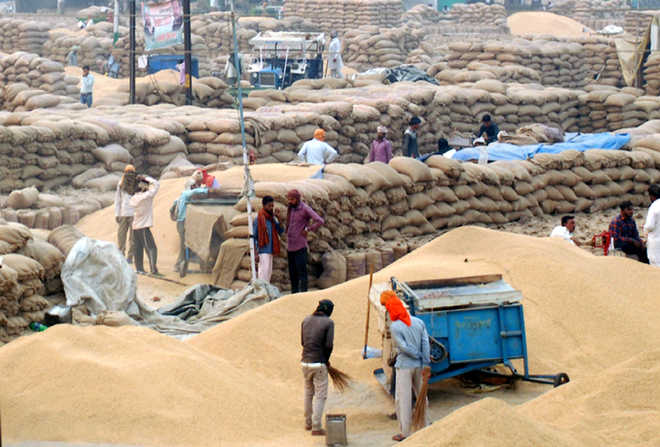 Slow lifting: Moga farmers sell paddy directly to millers