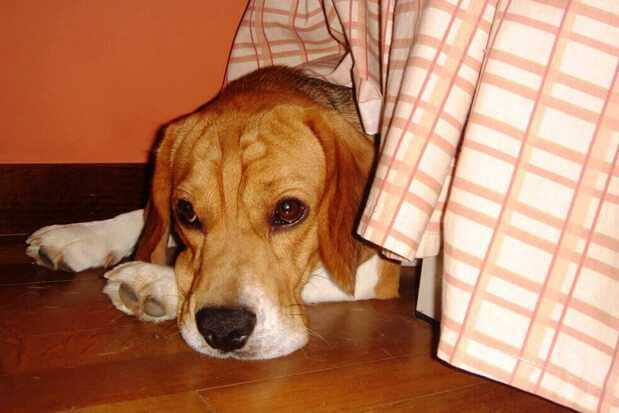 are dogs color blind are dogs color blind