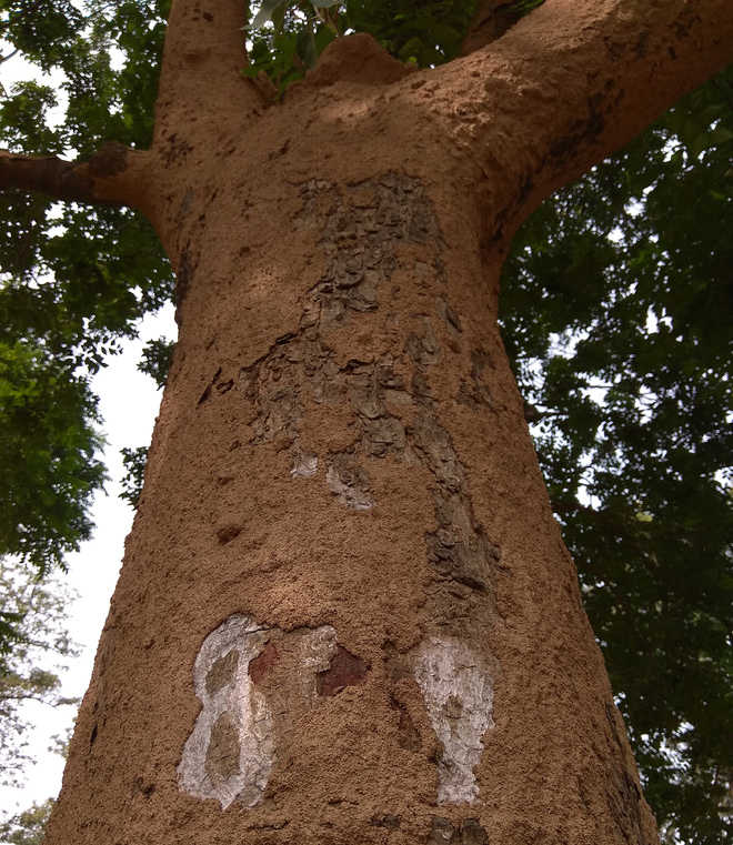 City’s termite-hit trees get new lease of life