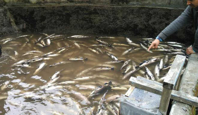 Bengal mulls fish farming in cages