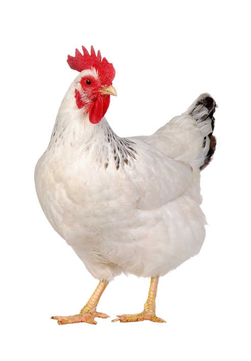 Pak teen arrested for sexually assaulting a hen