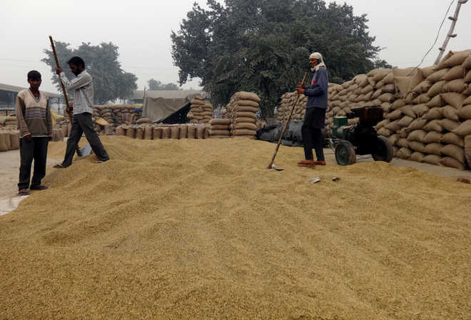 Grain moisture: Farmers at mercy of rice millers, arhtiyas