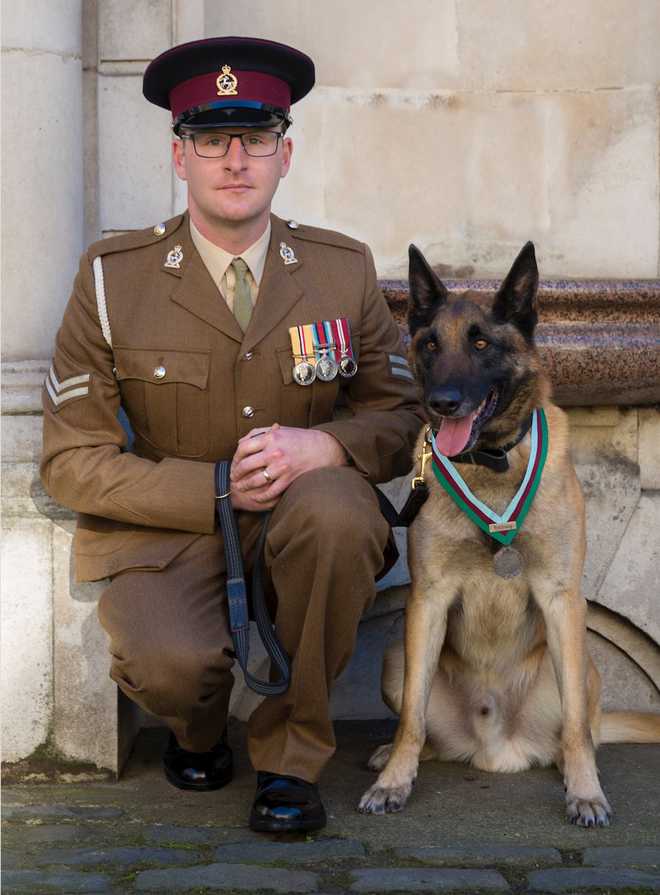 UK military dog awarded top medal for saving troops in Afghanistan ...