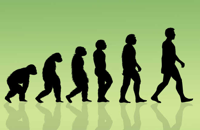 Human evolution was uneven, punctuated