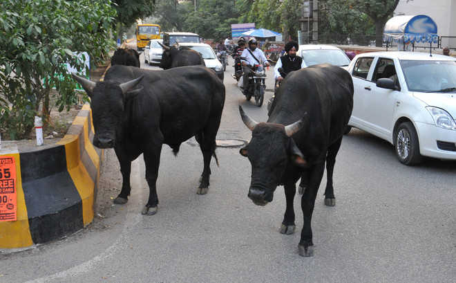 Stray cattle menace haunts city residents