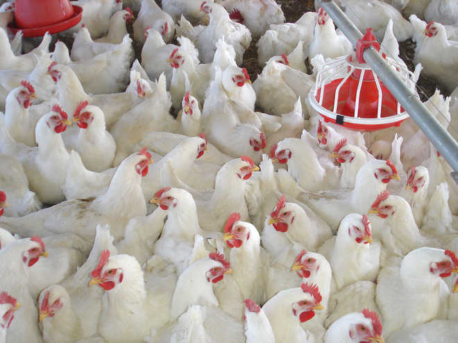 Chicken poop can be used to generate electricity