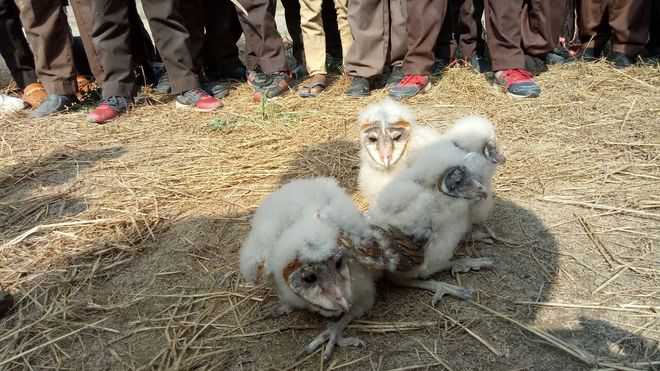 NGO rescues 4 rarely seen barn owls