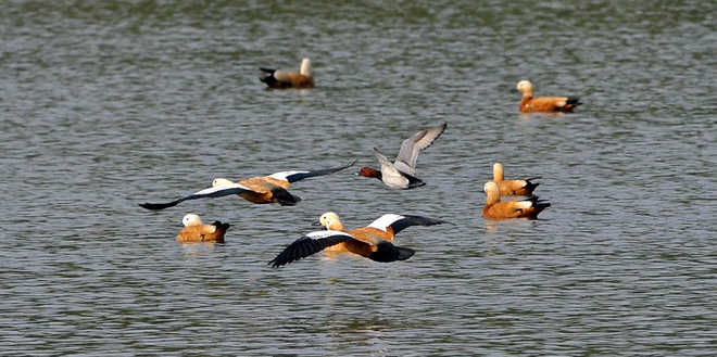 49 migratory birds species spotted at Chandigarh's Sukhna Lake during  survey - Hindustan Times