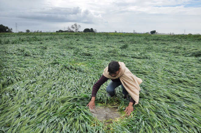 Year later, 1,300 farmers yet to get crop loss claims