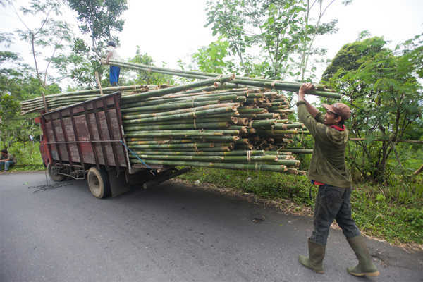 Bamboo not a ''tree'' any more, Prez clears ordinance amending Forest Act