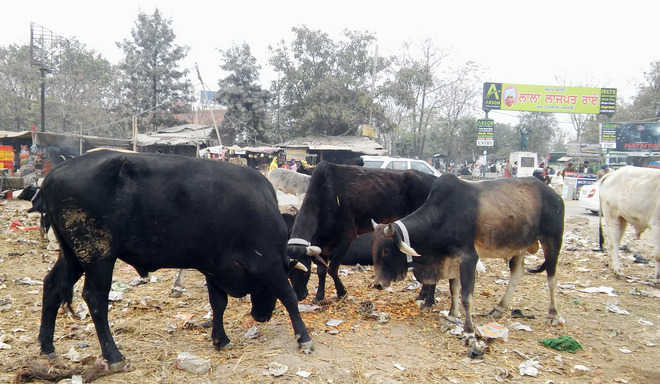Stray animals continue to haunt Jagraon residents