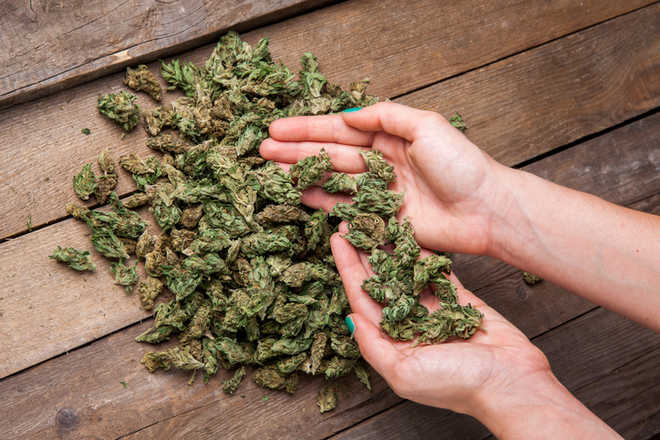 Cannabis use may up risk of bipolar symptoms in young adults