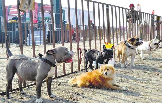 25 breeds of dog compete for honours