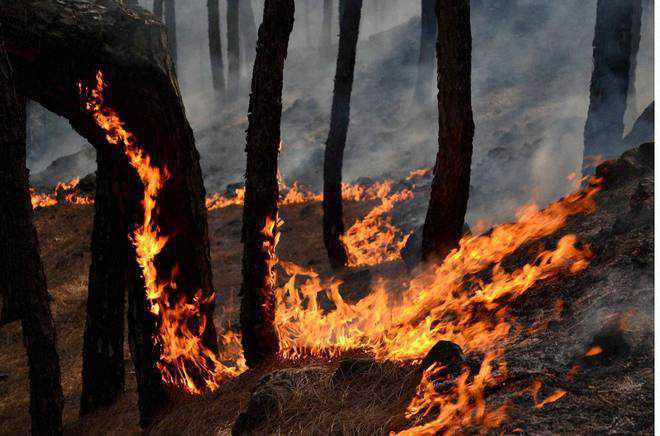 Major forest fire in Reasi district of JK